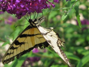 2010.07.15 - Eastern Tiger Swallowtail