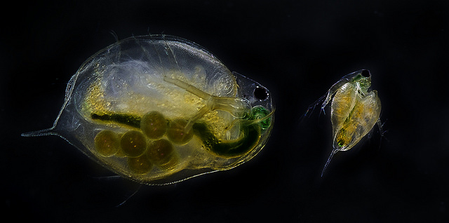 Daphnia magna adult and juvenile. (Flickr: NTNU Faculty of Natural Sciences and Technology)
