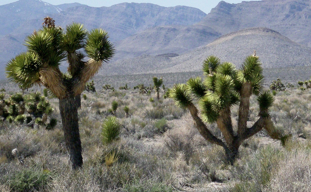 Joshua trees at Tikaboo Valley, Nevada (Flickr: jby)