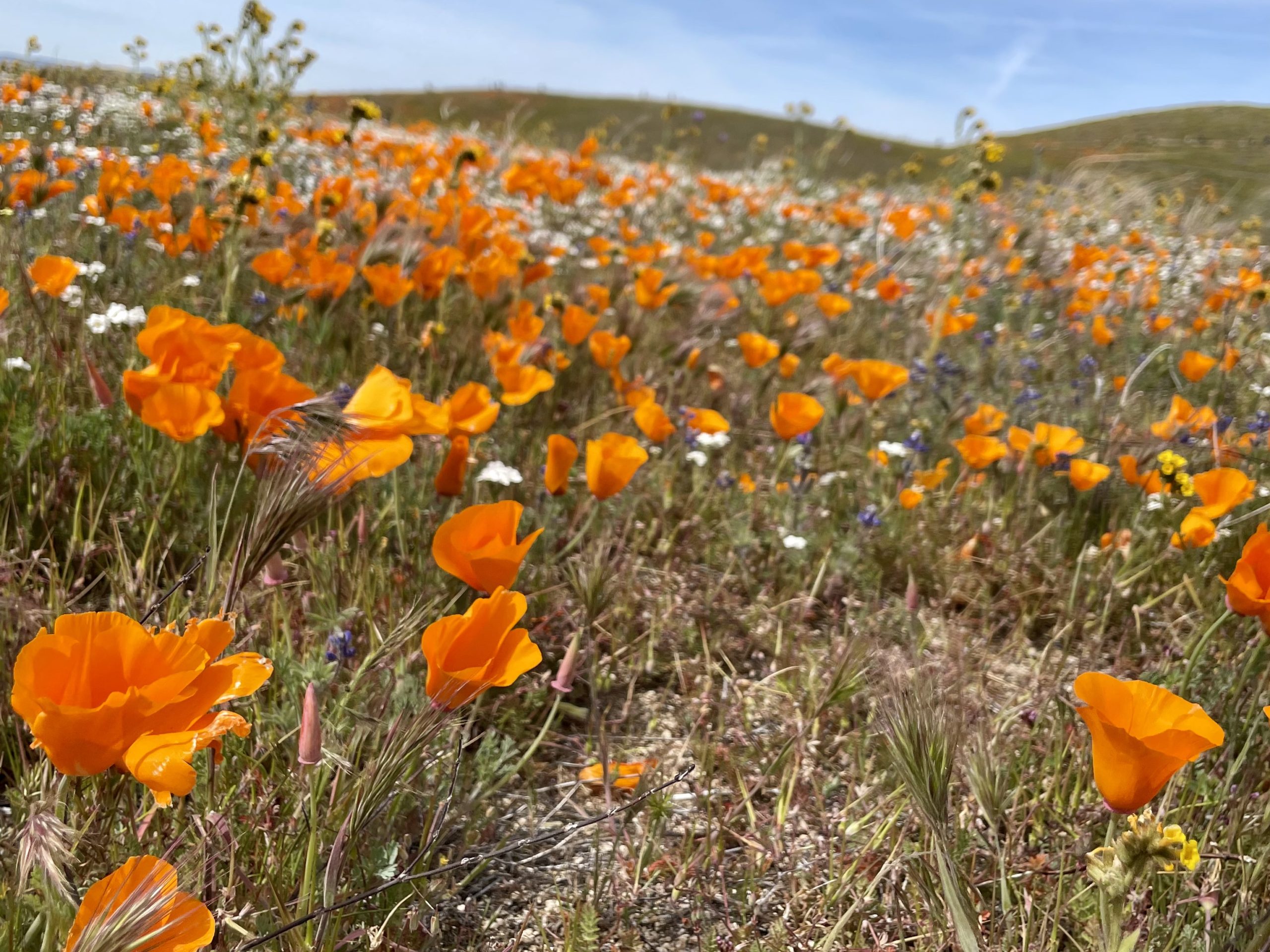 The biology behind a superb superbloom, in the Los Angeles Times